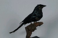 小卷尾藏品圖，第5張
